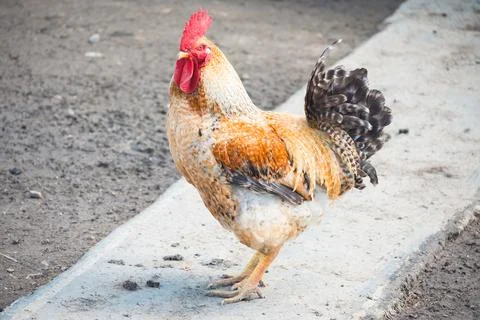 Rooster on the farm. Stock Photos