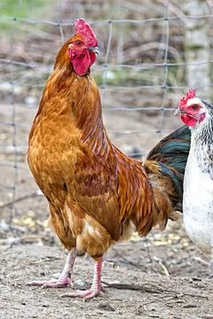Rooster on the farm Stock Photos