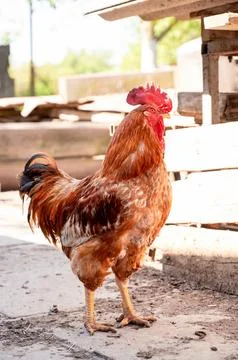 Rooster on the farm in the yard Stock Photos