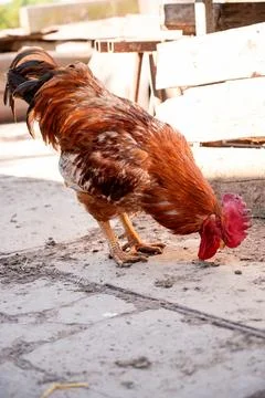 Rooster on the farm in the yard Stock Photos