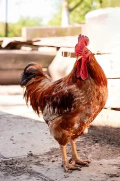 Rooster on the farm in the yard Stock Photos
