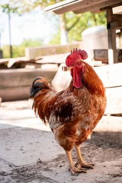 Rooster on the farm in the yard Stock Photos