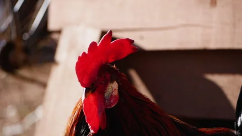 Rooster in Farmyard Scene Stock Footage 293078748