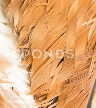 Rooster feather background. fine texture Stock Image #33400616