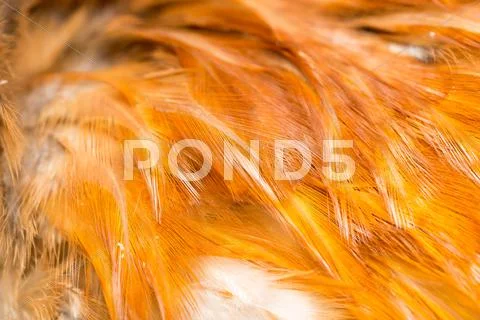 Photograph: Rooster feather background. fine texture #33400702