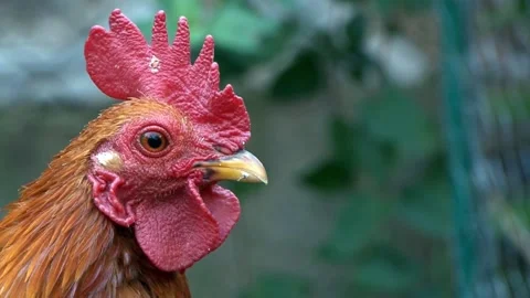 Rooster feathered reddish concerns about the potential hazards 2 Stock Footage 171062040