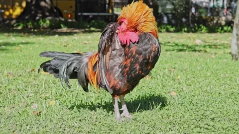 Rooster feathers Stock Footage 291693153