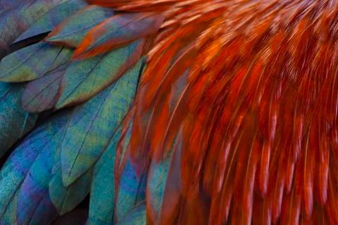 Rooster feathers Stock Photos