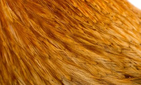 Rooster feathers Stock Photos