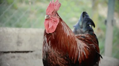 Rooster feeding on the barnyard Stock Footage 53532144