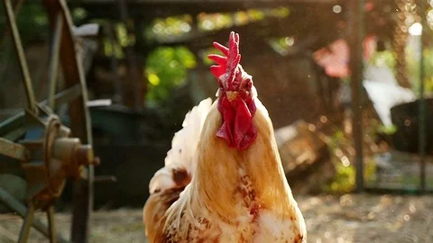 Rooster feeding in the yard Stock Footage 71042446