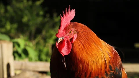 Rooster On Fence Stock Footage 26595405