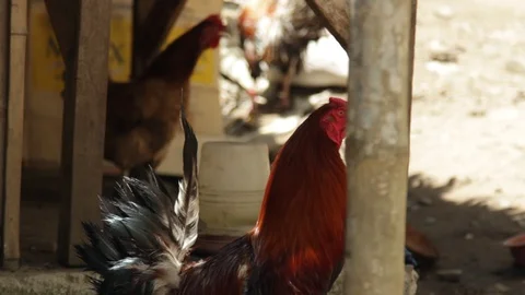 Rooster by fence Stock Footage 106460177