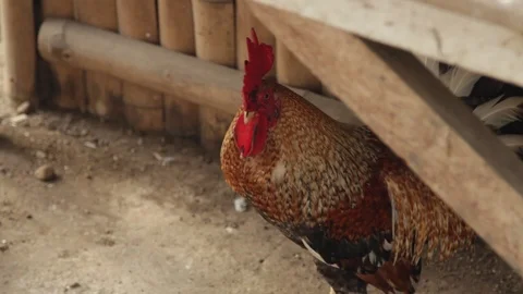 Rooster by fence Video stock 106461278