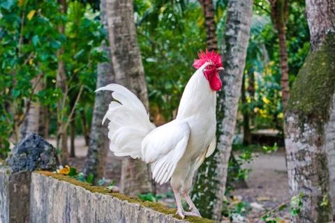 Rooster on a fence Stock Photos