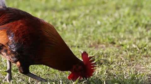 Rooster In Field Vídeos de archivo 26595393