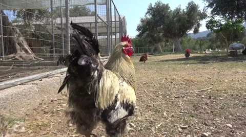 Rooster In The Field Видео 41973766