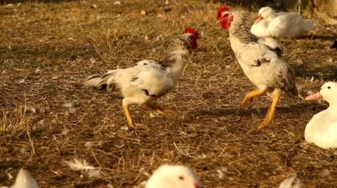 Rooster fighting Full HD Stock Footage 7906996
