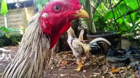 Rooster Finally Found The Camera and Action Stock Footage 286977981