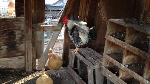Rooster flapping its wings Stock Footage 40544977