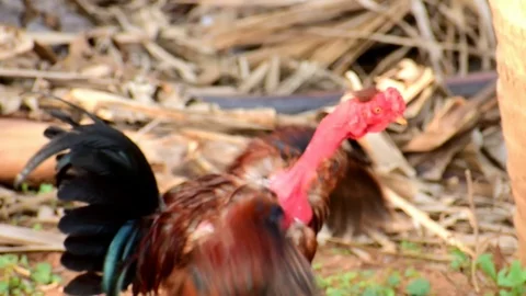 Rooster Flapping wings closeup Stock Footage 108783468