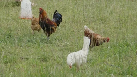 Rooster flapping wings Stock Footage 198070796