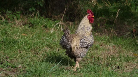 Rooster flaps Vídeo Stock 138419198