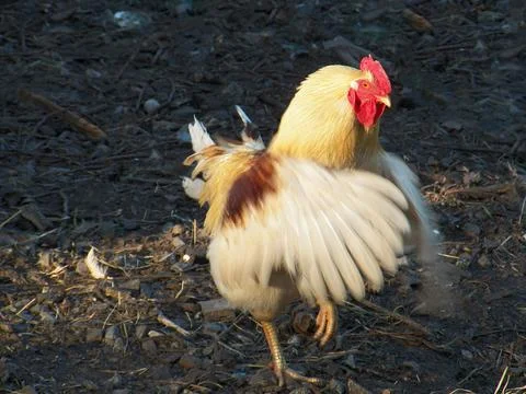 The rooster flaps his wings Stock Photos
