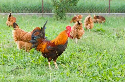 Rooster with flock Stock Photos