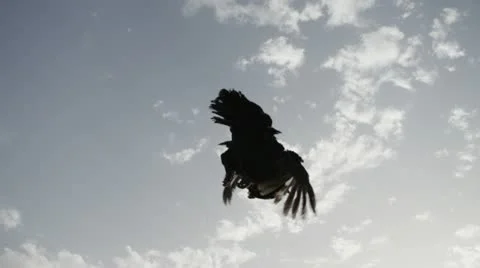 Rooster flying Vidéo 11186848