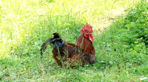 Rooster Stock Footage 490844