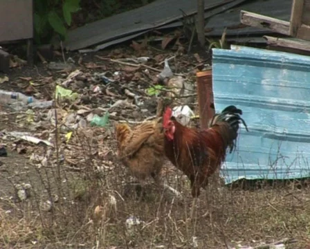Rooster Video stock 740266