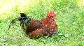 Rooster HD Footage