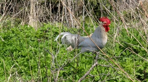 Rooster Stock Footage 861828
