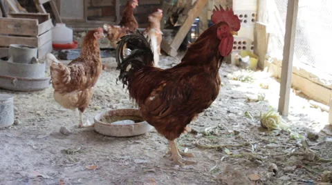 Rooster Video stock 6465368