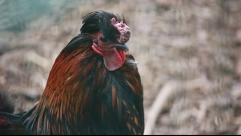 The rooster Stock-Footage 7905543