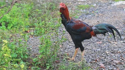 Rooster Stock Footage 12296937