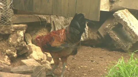 Rooster Stock Footage 22159554