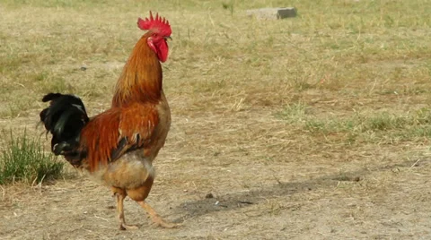 Rooster Stock Footage 27602670