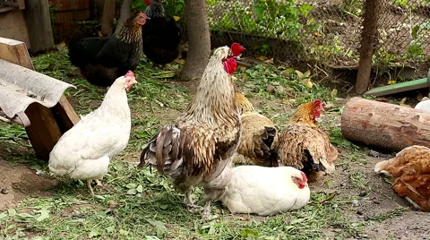 Rooster. Stock Footage 52198166