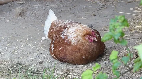 Rooster Stock Footage 75266942