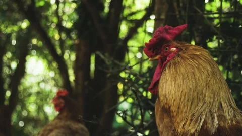 Rooster Vídeo Stock 92410533