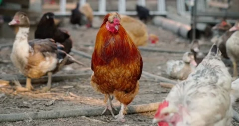 Rooster Stock Footage 140233601