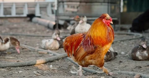 Rooster Stock Footage 140233620