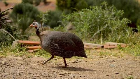 Rooster Stock Footage 145265569