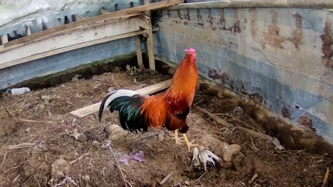 Rooster Stock Footage 167799537