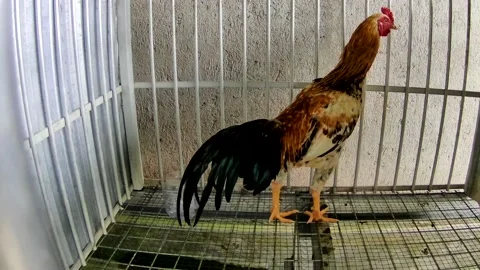 Rooster Stock Footage 167799599