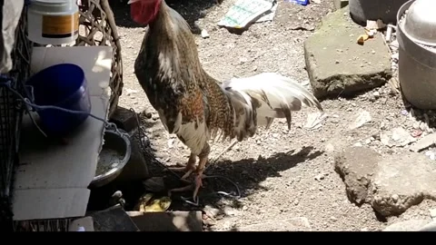 Rooster Stock Footage 213547942