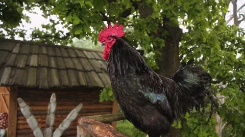 Rooster Stock Footage 221387017