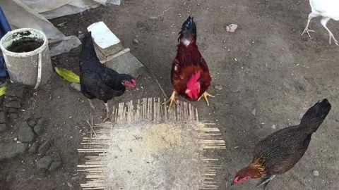 The Rooster Stock Footage 231220907